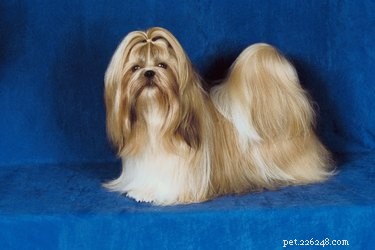 Choosing the Right Shih-Poo Puppy: Expert Tips and Considerations