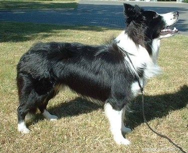 Border Collie Speed: How Fast Can These Herding Dogs Run?