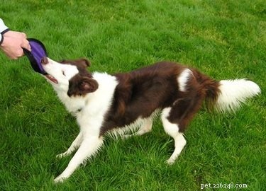 Border Collie Speed: How Fast Can These Herding Dogs Run?