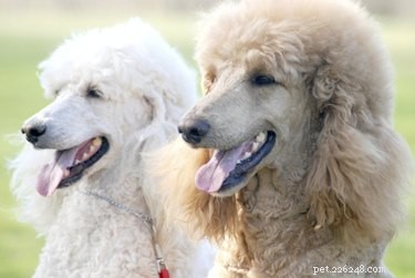 Understanding and Treating Common Skin Issues in Poodles