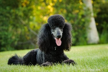 Understanding and Treating Common Skin Issues in Poodles