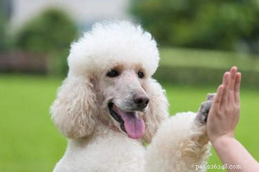 Understanding and Treating Common Skin Issues in Poodles