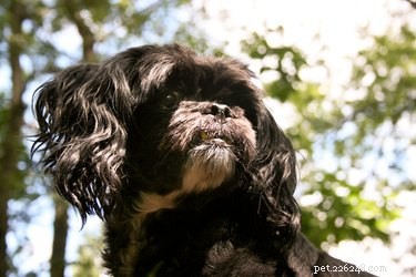 Expert Guide to Grooming and Trimming Your Peekapoo