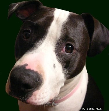 Pit Bull Breeding Guide: Selecting Healthy Parents & Managing Aggression