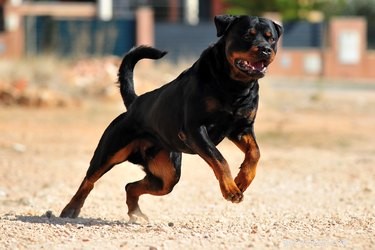 How to Spot a Genuine Rottweiler: Key Traits & Identification Tips