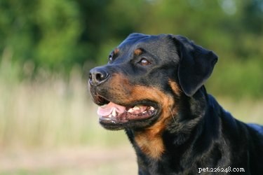 How to Spot a Genuine Rottweiler: Key Traits & Identification Tips