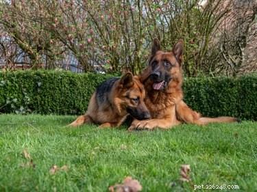 Responsible Breeding of German Shepherds: A Comprehensive Guide