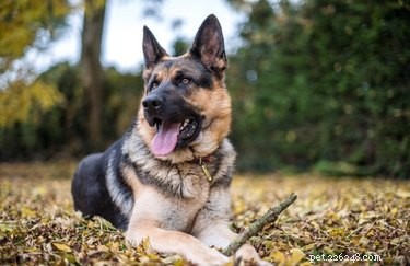 Responsible Breeding of German Shepherds: A Comprehensive Guide