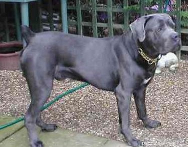 Cane Corso Identification: Spotting and Managing This Powerful Breed