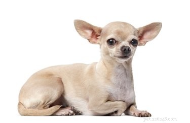 Identifying a Chihuahua: Key Traits & Characteristics