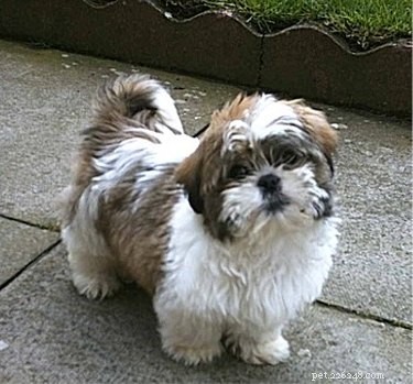 Professional Guide: Breeding Shih Tzus Safely & Responsibly