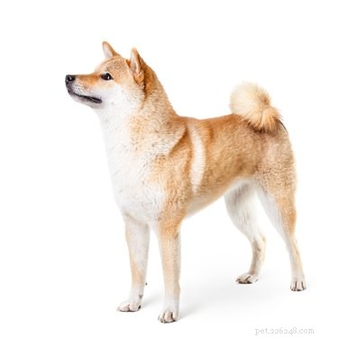A Comprehensive Guide to Breeding Shiba Inus Safely and Responsibly