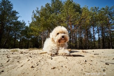 125 Unique Dog Names Starting with A – Find the Perfect Name for Your New Pet
