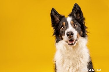 125 Unique Dog Names Starting with A – Find the Perfect Name for Your New Pet