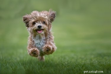 125 Unique Dog Names Starting with A – Find the Perfect Name for Your New Pet