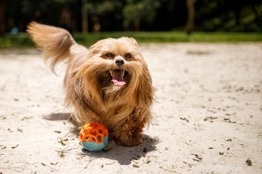 103 Unique Dog Names Starting with X – Stand Out at the Park