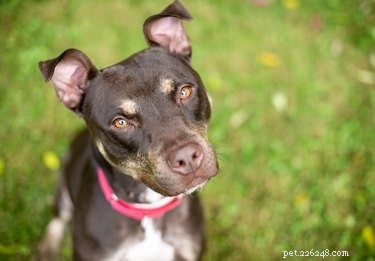 103 Unique Dog Names Starting with X – Stand Out at the Park