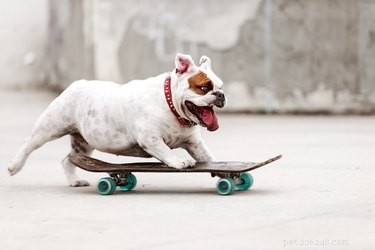 103 Unique Dog Names Starting with X – Stand Out at the Park