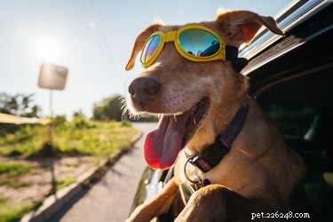 116 Cheerful Dog Names That Bring Joy