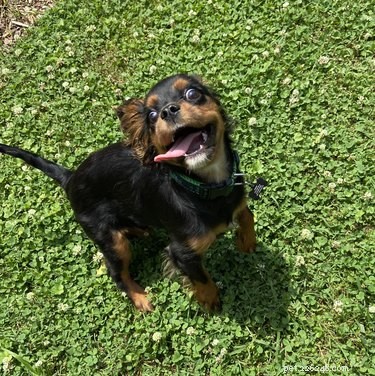 116 Cheerful Dog Names That Bring Joy