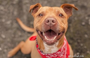 116 Cheerful Dog Names That Bring Joy