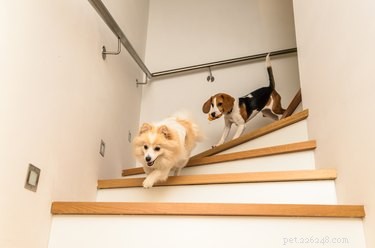 Do Dogs Truly Know Their Names? The Science Behind Canine Recognition