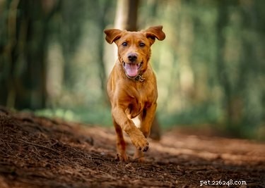 Do Dogs Truly Know Their Names? The Science Behind Canine Recognition