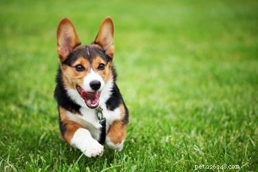 Do Dogs Truly Know Their Names? The Science Behind Canine Recognition