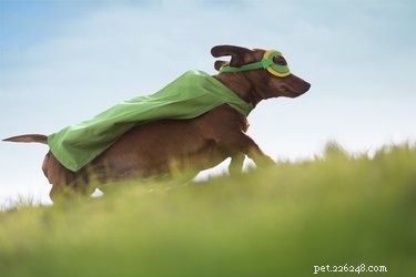186 Superhero-Inspired Dog Names to Give Your Pup a Heroic Identity