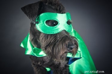 186 Superhero-Inspired Dog Names to Give Your Pup a Heroic Identity
