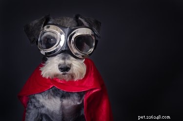 186 Superhero-Inspired Dog Names to Give Your Pup a Heroic Identity