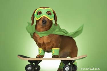 186 Superhero-Inspired Dog Names to Give Your Pup a Heroic Identity