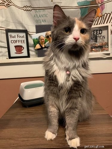 18 Trending Pet Names That Are Both Unique and Adorable