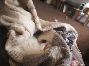 18 Trending Pet Names That Are Both Unique and Adorable