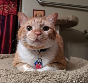 18 Trending Pet Names That Are Both Unique and Adorable