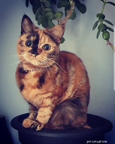 18 Trending Pet Names That Are Both Unique and Adorable