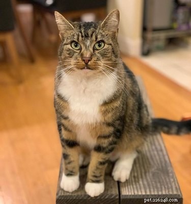 18 Trending Pet Names That Are Both Unique and Adorable