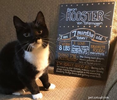 18 Trending Pet Names That Are Both Unique and Adorable
