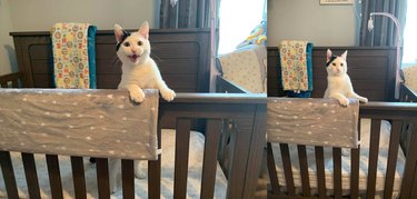 18 Trending Pet Names That Are Both Unique and Adorable
