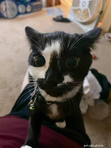 18 Trending Pet Names That Are Both Unique and Adorable