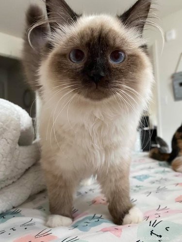 18 Trending Pet Names That Are Both Unique and Adorable