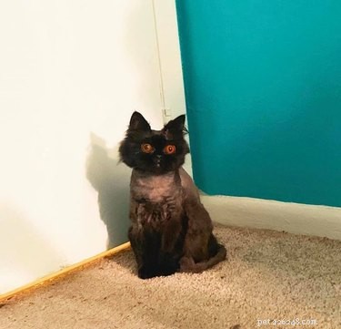 18 Trending Pet Names That Are Both Unique and Adorable