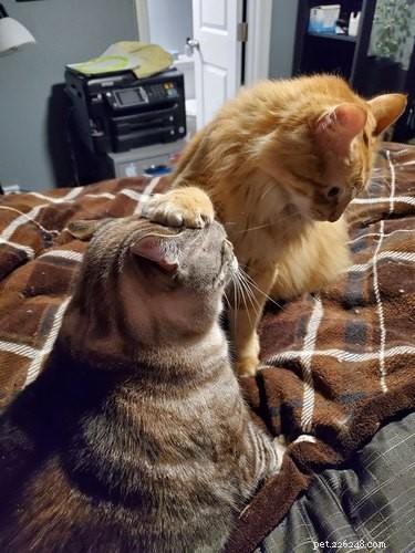 18 Trending Pet Names That Are Both Unique and Adorable