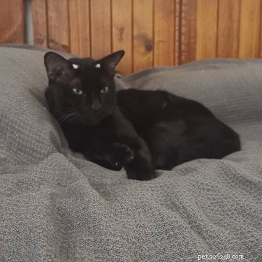 18 Trending Pet Names That Are Both Unique and Adorable