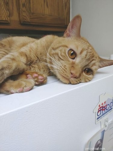 18 Trending Pet Names That Are Both Unique and Adorable