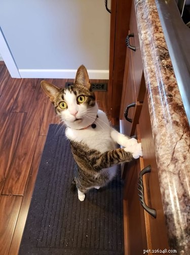 18 Trending Pet Names That Are Both Unique and Adorable