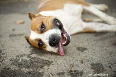 103 Stunning Names for Brown & White Dogs: Unique & Classic Picks
