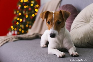 103 Stunning Names for Brown & White Dogs: Unique & Classic Picks