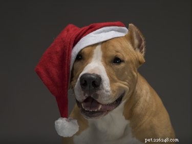 103 Stunning Names for Brown & White Dogs: Unique & Classic Picks
