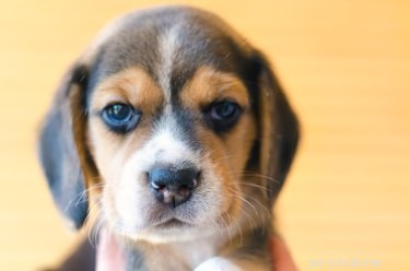 103 Stunning Names for Brown & White Dogs: Unique & Classic Picks